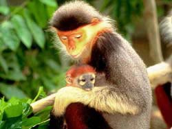 Da Nang: Discover rare and precious five-color langurs