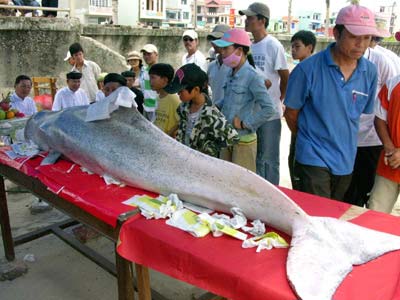 Da Nang: Fish 'Mr' about 150kg washed ashore
