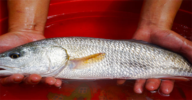 Da Nang fishermen caught fish suspected of being precious and precious gold