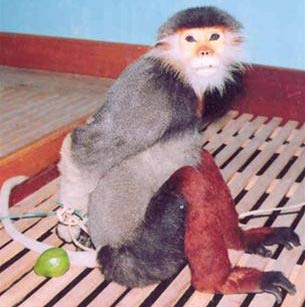 Da Nang: prioritize conservation of brown-shanked douc langur