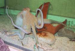 Dac Lac: Poisoning because of eating squid