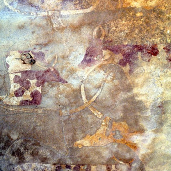 Dairy cattle 7,000 years
