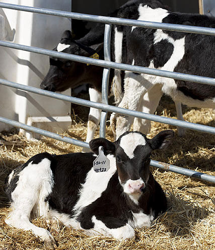 Dairy farming contributes significantly to greenhouse gas emissions