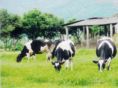Dairy technology: Need grassland and clean water!