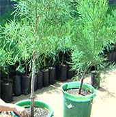 Dak Lak develops yew trees from grafted varieties