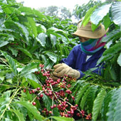 Dak Lak produces coffee adapting to climate change