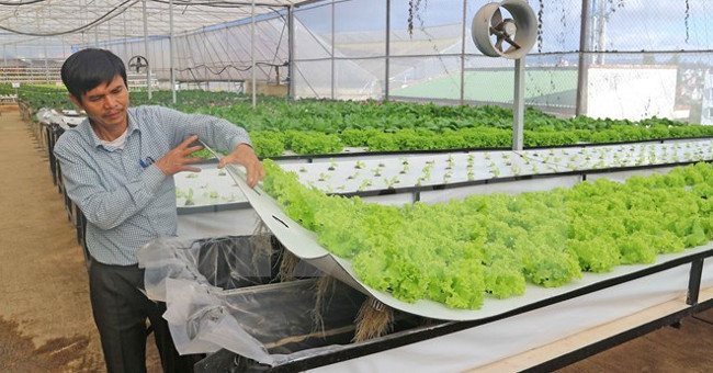 Dalat farmers succeed with growing vegetables in the air