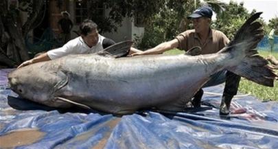 Dams threaten the Mekong's ecology