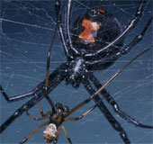 Dance 'sexy' helps male spiders avoid drawing close body