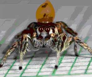 Dance - sexy way of jumping spider