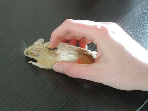 Danger from computer mouse