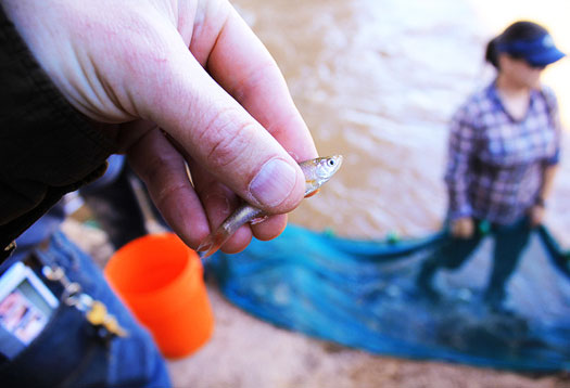 Danger of fish contaminated with plastic chemicals