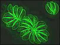 Dangerous and bizarre parasites
