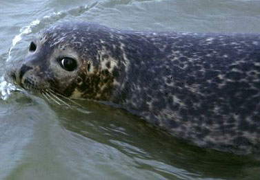 Dangerous virus attacking seals can spread to humans