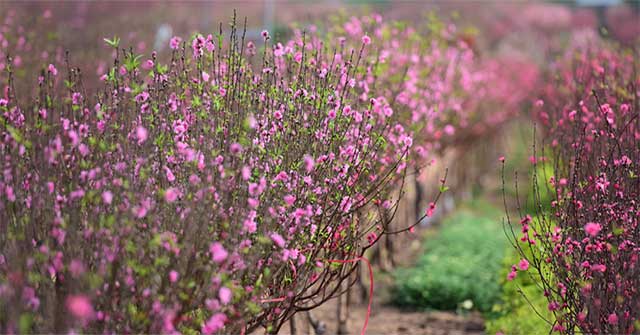 Dao Nhat Tan is blooming and brilliantly celebrating the New Year