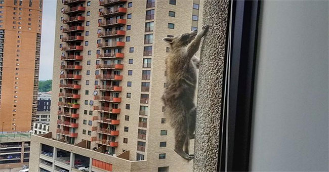 Daredevil cat bear climbs along 23-storey building in America