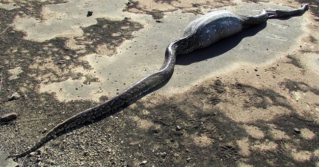 Daredevil swallowed porcupine, South African python was pierced abdomen