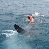 Daredevils turn sharks into yachts
