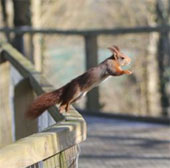 Darling squirrels steal food in a pocket