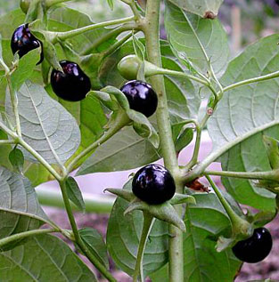 Datura can make people nude
