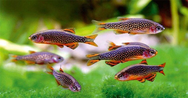 Dazzling beautiful fish, dubbed