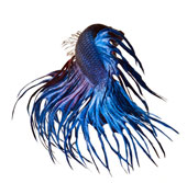 Dazzling dance of the lizard fish