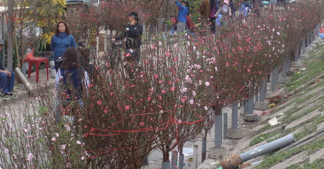 Dazzling peaches at the most famous Tet flower market in Hanoi