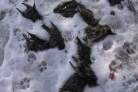 Dead birds died of drunkenness