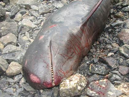 Dead black dolphin washed up on Cat Hai beach