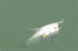Dead fish at Ho Guom:
