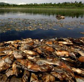 Dead fish into piles in Mexican reservoir