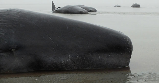 Dead land of sperm whales in the North Sea