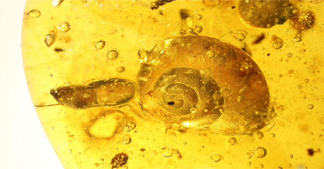 Dead snails stuck in amber 99 million years