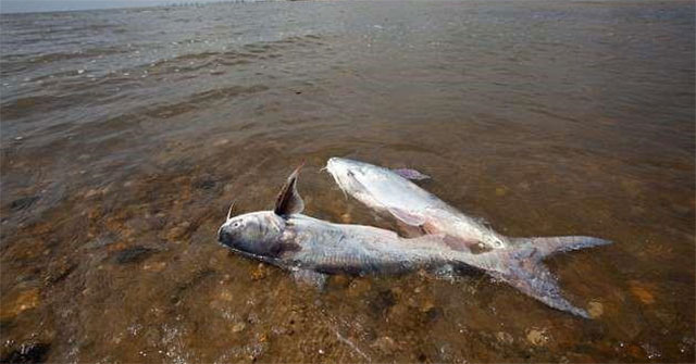 Dead zone in the Gulf of Mexico may reach nearly 21,000 km2