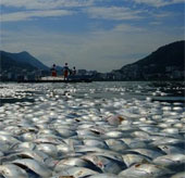 Deadly fish mass in the lagoon in Brazil