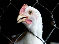 Deadly ingredient in H5N1