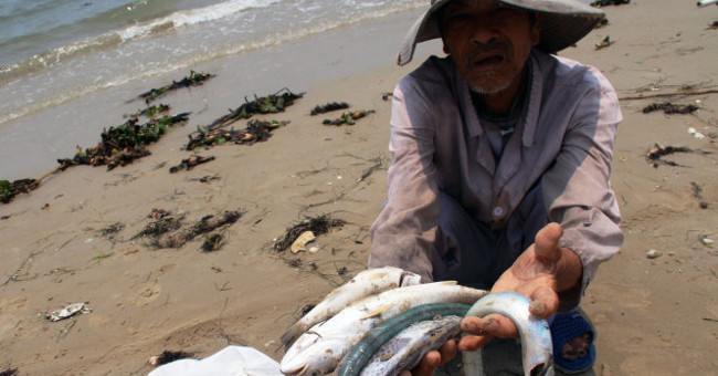 Deadly marine fish died along 4 central provinces