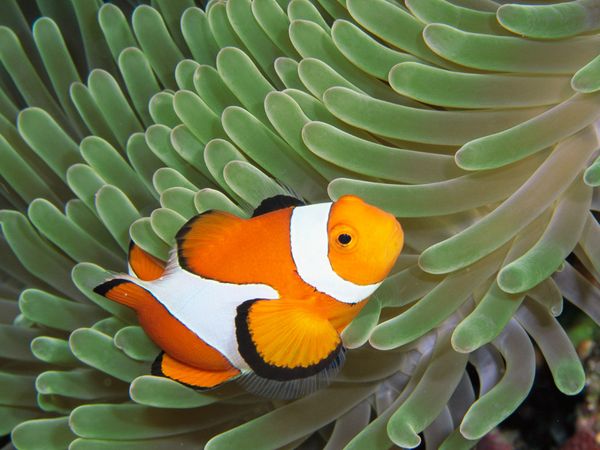Deaf fish because of the acidic sea