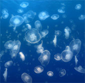 Deal with jellyfish stings when going to sea