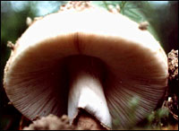 Death from eating strange mushrooms