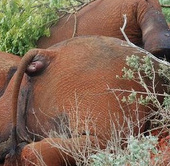 Death god stalks African elephants