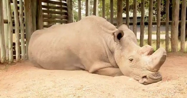 Death of Sudanese white rhino and warning to all humanity