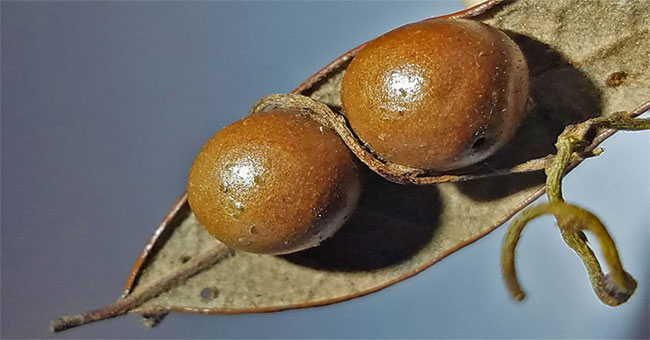 Death vines turn hornets into mummies