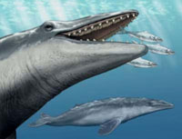 Decay at the molecular level of genes regulating enamel in toothless animals