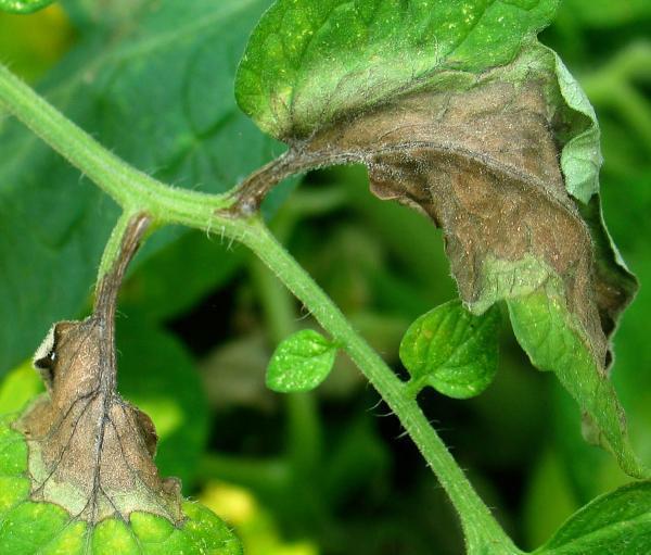 Deciduous disease causes heavy losses to North American agriculture