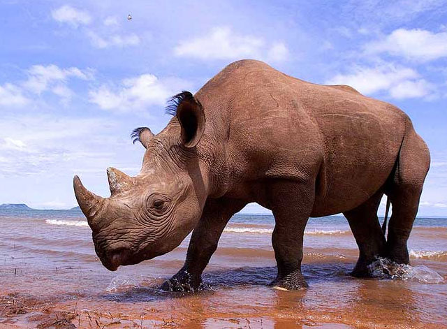 Decipher mystery in rhino feet