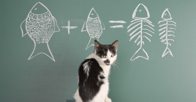 Decipher mystery: Is it true that cats like to eat fish?