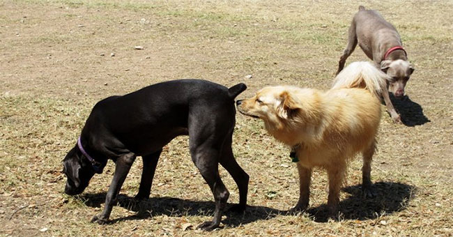 Decipher the behavior of sniffing buttocks oddly in dogs