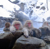 Decipher the greatness of cold native animals