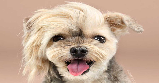 Decipher the habit of someone who loves dogs also do it every time he sees a puppy